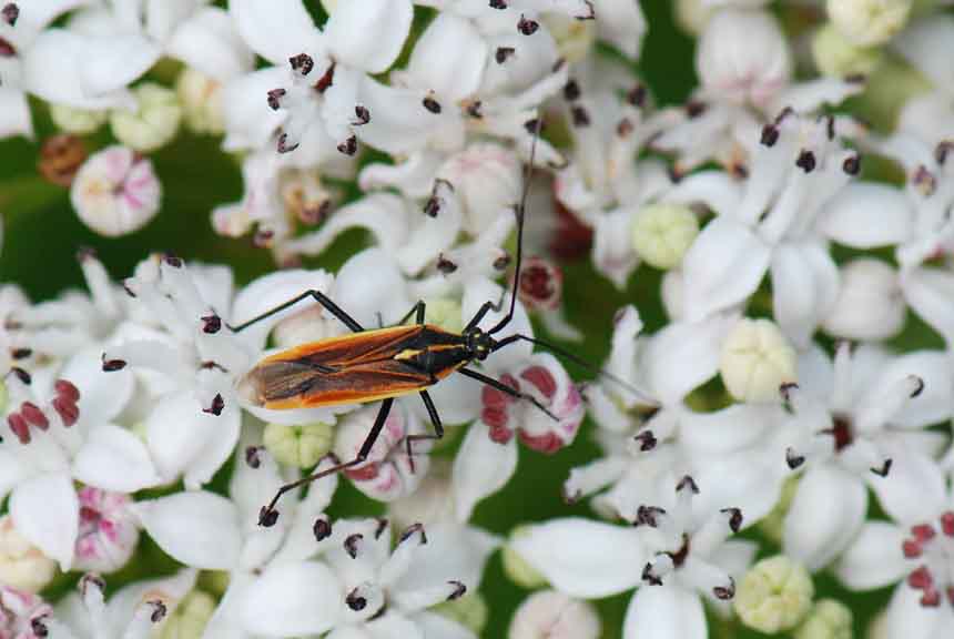 Miridae: Leptopterna dolabrata, maschio del Pasubio